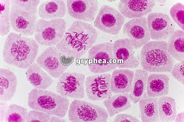 Mitose racine d'Ail (prophase, métaphases) coloration Carmin acétique x200 - gryphea.org